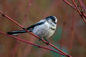 Attēlu rezultāti vaicājumam “Aegithalos caudatus adult”
