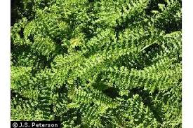 Attēlu rezultāti vaicājumam “Filipendula vulgaris leaf”