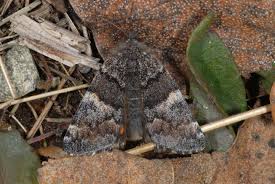 Attēlu rezultāti vaicājumam “Archiearis parthenias”