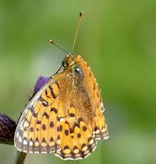 Attēlu rezultāti vaicājumam “Argynnis aglaja underside”