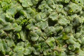 Attēlu rezultāti vaicājumam “Riccia sorocarpa macro”