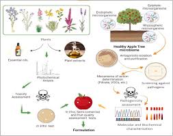Attēlu rezultāti vaicājumam “Reynoutria sachalinensis fruit”