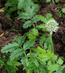Attēlu rezultāti vaicājumam “Cribraria piriformis stalked”