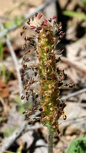 Attēlu rezultāti vaicājumam “Plantago uniflora leaf”