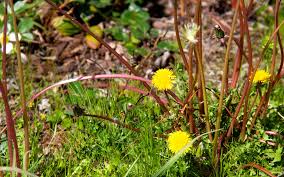 Attēlu rezultāti vaicājumam “Taraxacum officinale aggr. fruit”