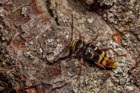 Attēlu rezultāti vaicājumam “Plagionotus detritus imago”