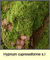 Attēlu rezultāti vaicājumam “Pleurocarpous mosses”