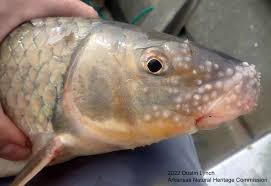 Image result for Moxostoma carinatum