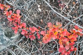 Attēlu rezultāti vaicājumam “Betula nana”