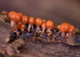 Attēlu rezultāti vaicājumam “Hemitrichia decipiens stalked”