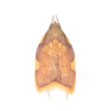 Attēlu rezultāti vaicājumam “Semioscopis avellanella”