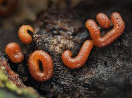 Attēlu rezultāti vaicājumam “Ophiotheca chrysosperma macro”