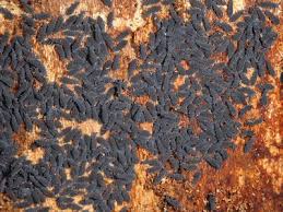 Attēlu rezultāti vaicājumam “Hypogastrura sp.”