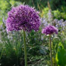 Attēlu rezultāti vaicājumam “Allium holandicum”