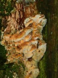 Attēlu rezultāti vaicājumam “Antrodiella”