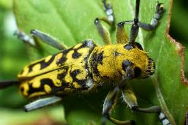 Attēlu rezultāti vaicājumam “Saperda scalaris”