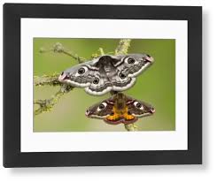 Attēlu rezultāti vaicājumam “Saturnia pavonia female”