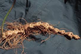 Attēlu rezultāti vaicājumam “Polygonatum multiflorum”