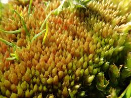 Attēlu rezultāti vaicājumam “Bryum weigelii”