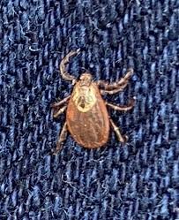 Attēlu rezultāti vaicājumam “Dermacentor reticulatus”