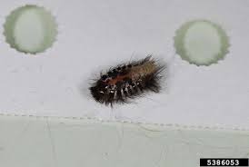 Attēlu rezultāti vaicājumam “Anthrenus scrophulariae”