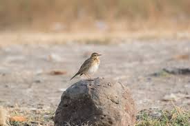 Image result for Anthus godlewskii