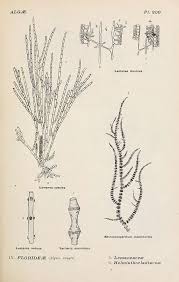 Attēlu rezultāti vaicājumam “Lemanea fluviatilis”