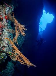 Image result for Mycteroperca olfax