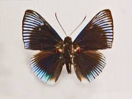 Attēlu rezultāti vaicājumam “Riodinidae”