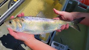 Image result for Alosa sapidissima