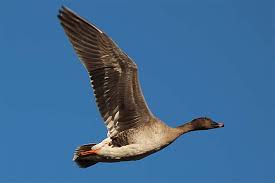 Attēlu rezultāti vaicājumam “Anser serrirostris”