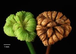 Attēlu rezultāti vaicājumam “Alisma gramineum leaf”