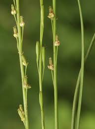 Attēlu rezultāti vaicājumam “Juncaginaceae”
