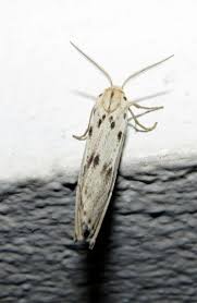 Attēlu rezultāti vaicājumam “Coscinia cribraria”