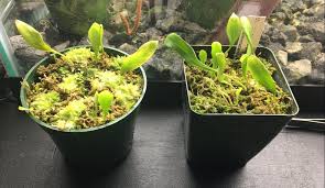 Image result for Utricularia