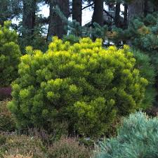 Attēlu rezultāti vaicājumam “Pinus mugo”