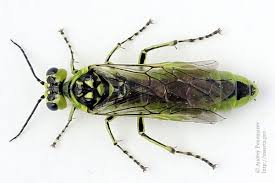 Attēlu rezultāti vaicājumam “Rhogogaster picta”