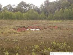 Attēlu rezultāti vaicājumam “Nardia geoscyphus”