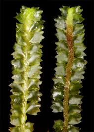 Attēlu rezultāti vaicājumam “Barbilophozia barbata”