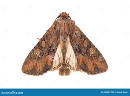 Attēlu rezultāti vaicājumam “Mniotype satura”