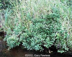 Attēlu rezultāti vaicājumam “Myrica gale bud”
