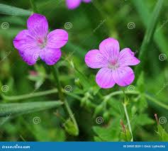 Attēlu rezultāti vaicājumam “Geranium palustre”