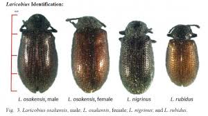 Attēlu rezultāti vaicājumam “Adelges laricis nymph”