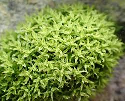 Attēlu rezultāti vaicājumam “Barbula convoluta sporophyte”