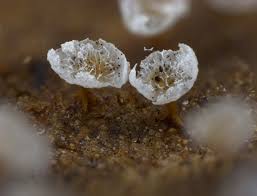 Attēlu rezultāti vaicājumam “Badhamia melanospora spores”