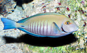 Image result for Acanthurus chirurgus