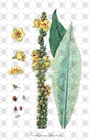 Attēlu rezultāti vaicājumam “Verbascum thapsus fruit”