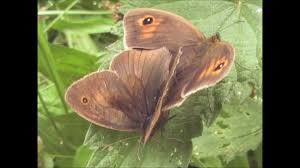 Attēlu rezultāti vaicājumam “Maniola jurtina male”