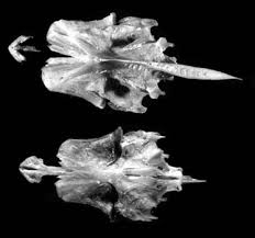 Image result for Eugerres plumieri