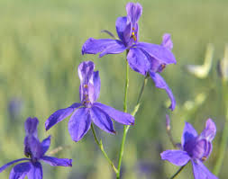 Image result for Delphinium consolida